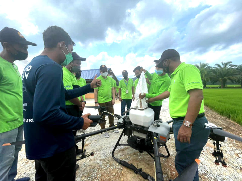 Worker in paddy fields